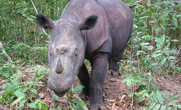 Cruzarán rinocerontes para impedir extinción