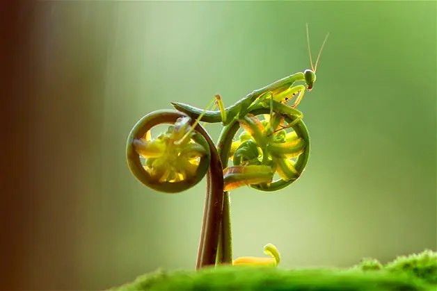 Imagenes De Ilusiones Opticas De Todo Tipo (Menos Photoshop)