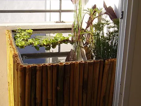 Un Mini estanque en una maceta?