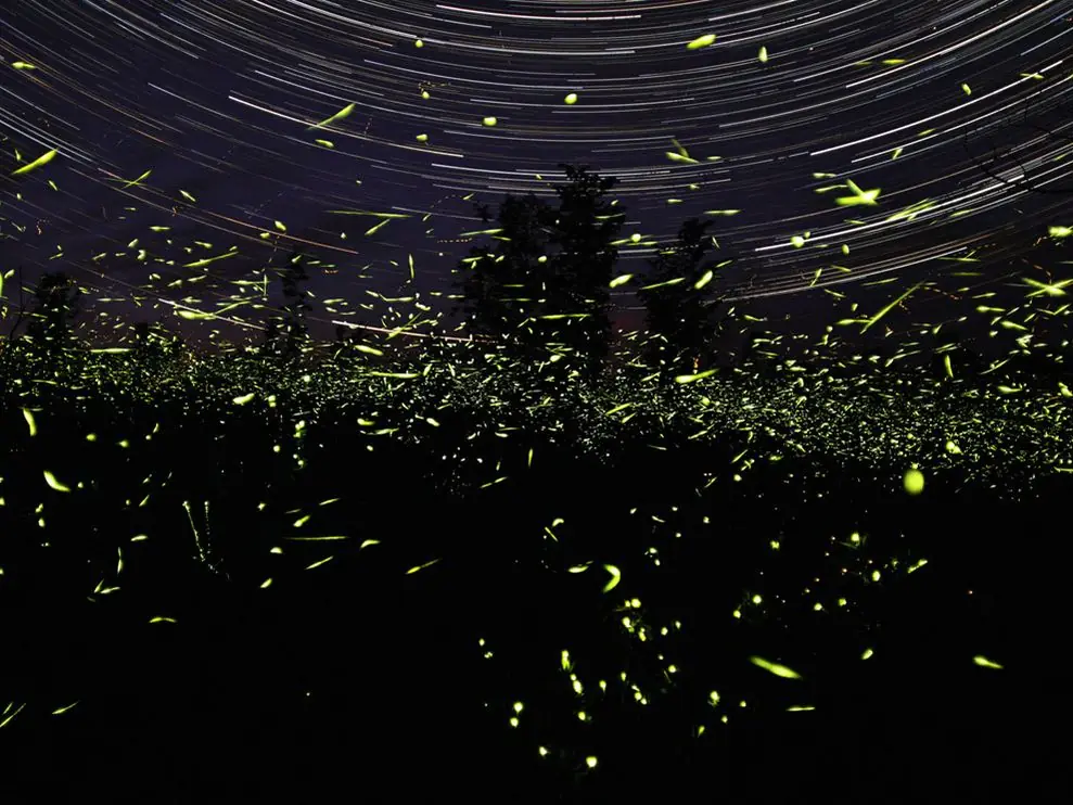 Bioluminiscencia