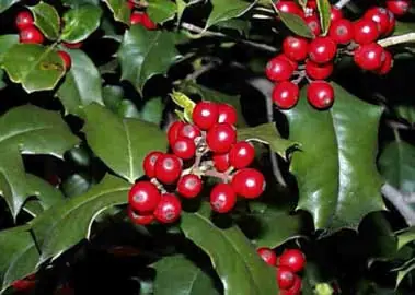 Muerdago (Ilex aquifolium) falso muerdago
