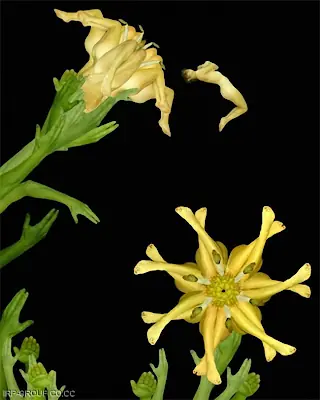 flores humanas