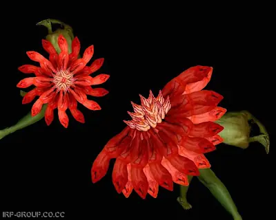 flores humanas