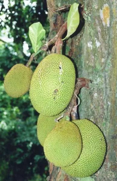 pitaya