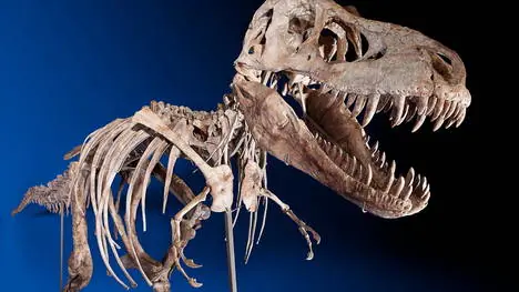 Subastan en Internet el esqueleto de un tiranosaurio