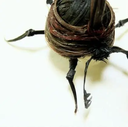 Un artista sin un “pelo” de tonto.