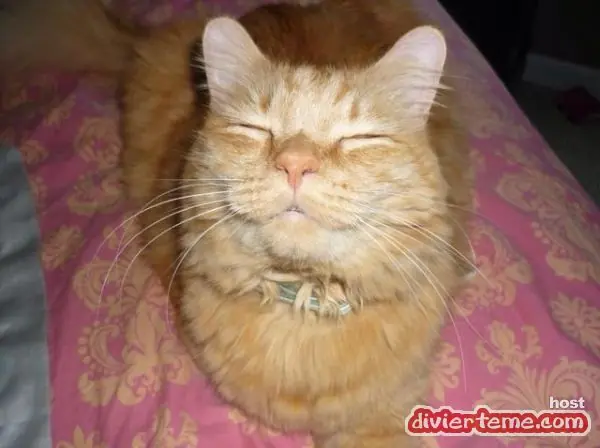Gatito sonriendo para la foto… que fotogénico!