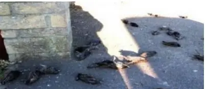 aves