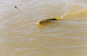 El Dorado ictologia y pesca.