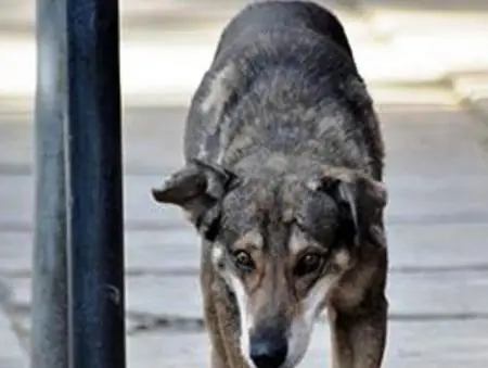 Perro "llora" en el lugar donde murió su amo