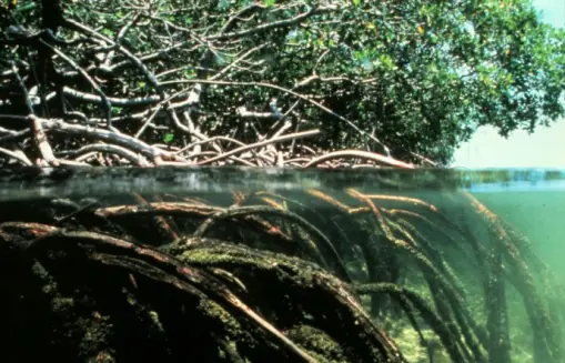 cocodrilos en el manglar