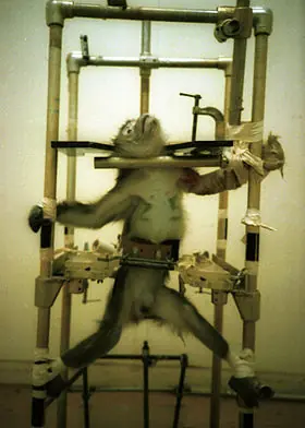 Los animales ): (Crueldad) !