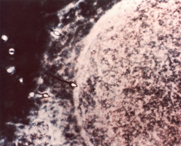 voyager