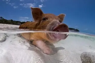 Pig Beach: Los cerdos tienen su propia isla paradisiaca