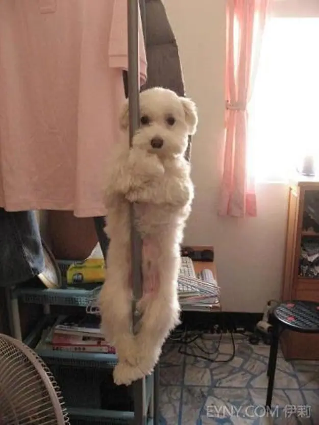 Fotos de animales WTF