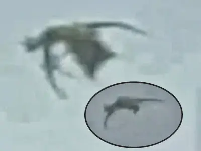 Criatura reptil con alas filmada sobre el Parque Bustamante