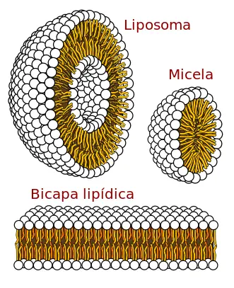 Lípidos, biomoléculas orgánicas indispensables para la vi