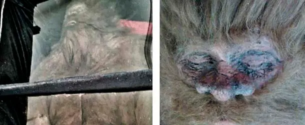 Bigfoot Un cazador dice haber matado a un Bigfoot y tener pr