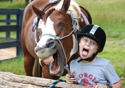 Animales