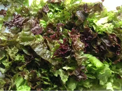 lechuga