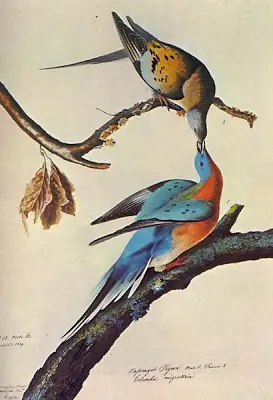 Animales