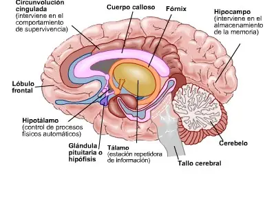 El impresionante cerebro humano