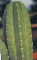 Peyote