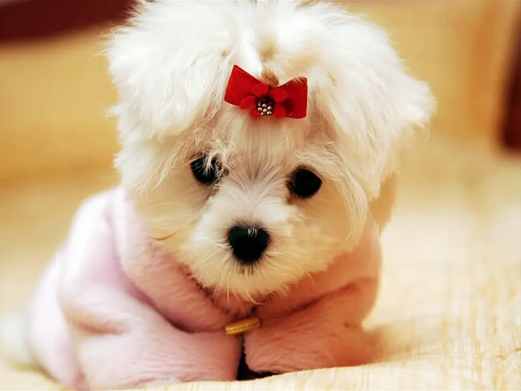 Animales
