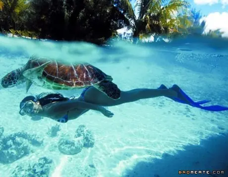 Las 10 mejores imágenes debajo del agua.