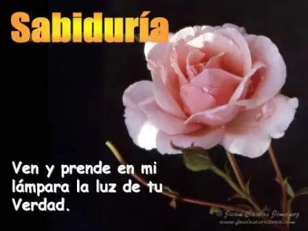 amor