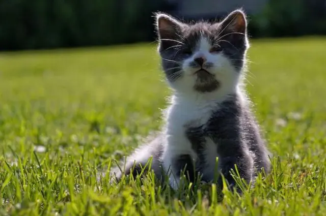 gato