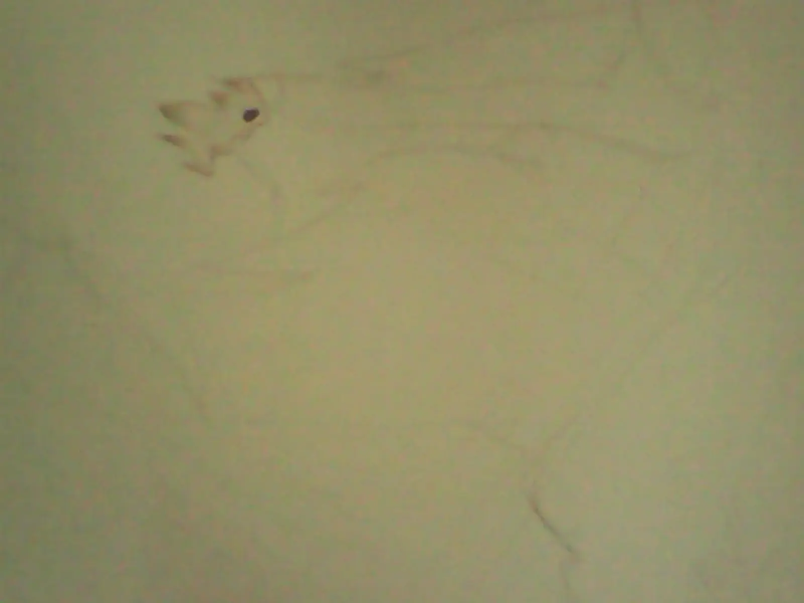Yaruko (paso a paso) ¡Entra si te gusta el arte!