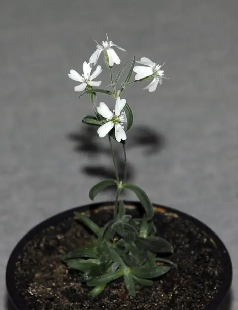 Científicos rusos reviven flor de la Edad del Hielo