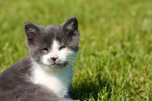 Un Gato Que Es Un Ejemplo