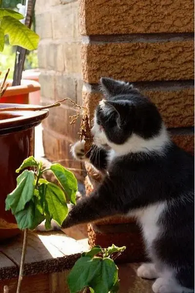 gato