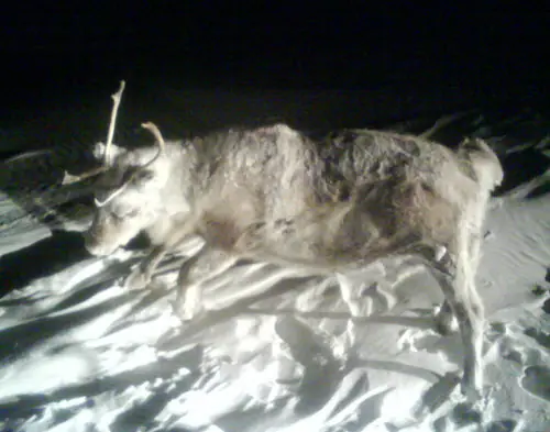 Animales
