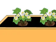 plantar