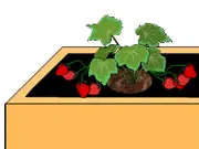 frutillas
