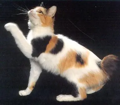 Maneki-neko, "el gato de la suerte"