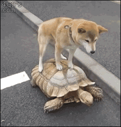 fails
