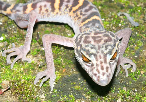 Descubren Nuevas Especies De Animales (impresionante)