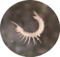 ¿Sabemos cuántas especies hay?