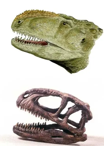 Animales