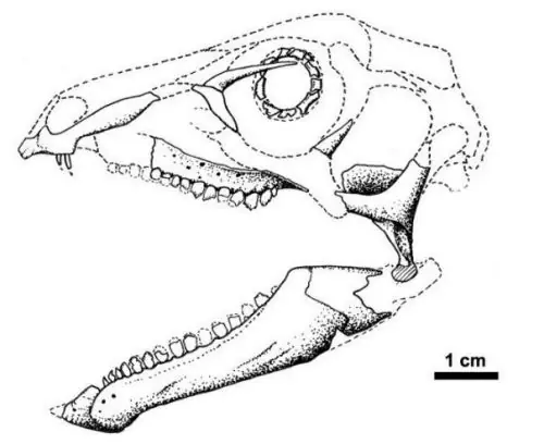 Dinosaurios
