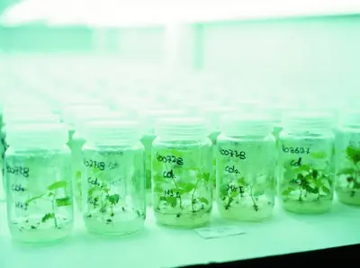 Desarrollan un innovador método de “micropropagación”