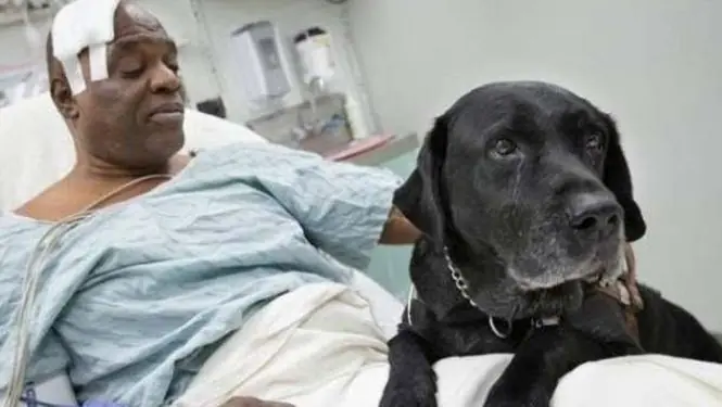 Perro salva a su dueño ciego