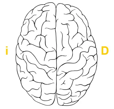 cerebro