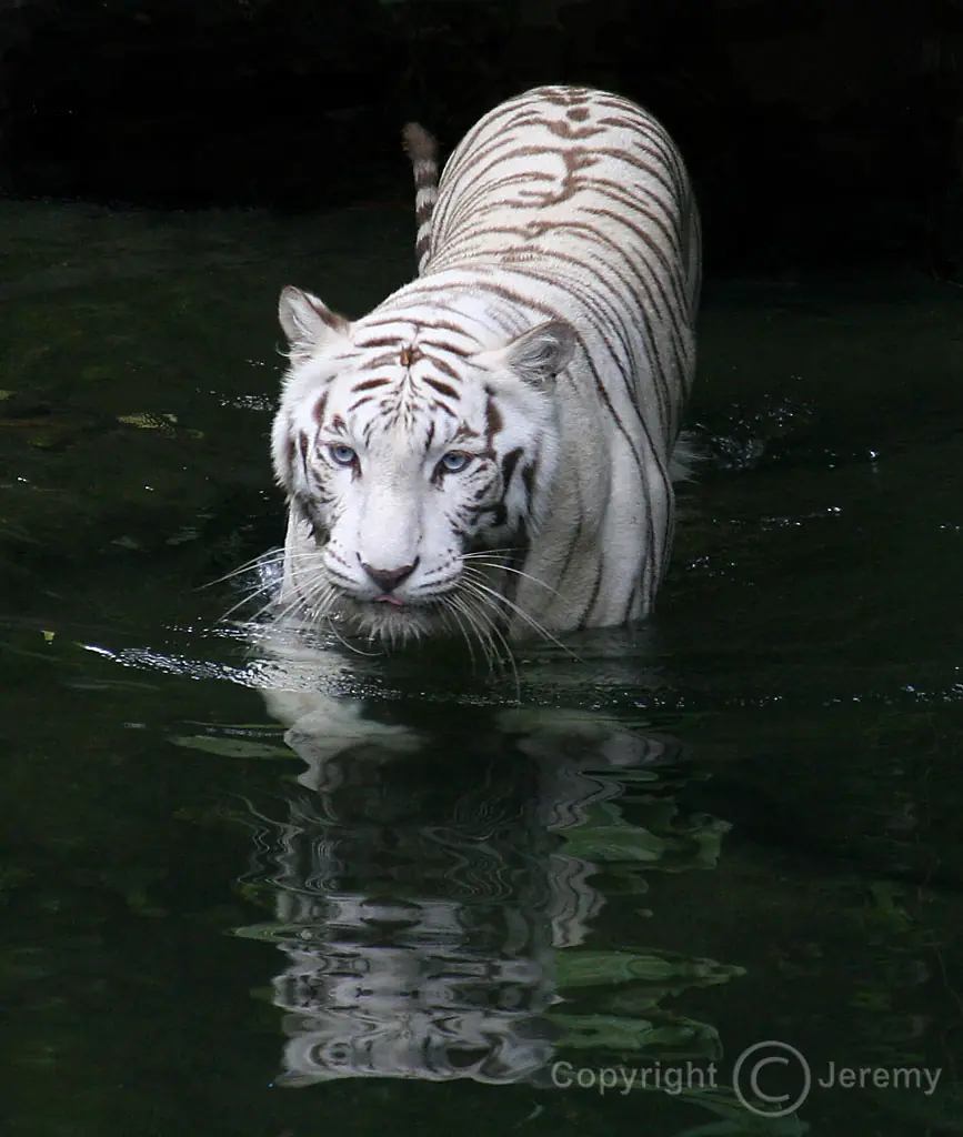El año de los tigres...ayudalos.