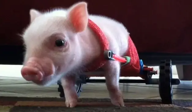El cerdito Chris P. Bacon, de Florida (Estados Unidos)