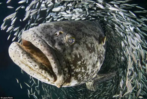 Bellezas del mundo acuatico "imagenes submarinas"